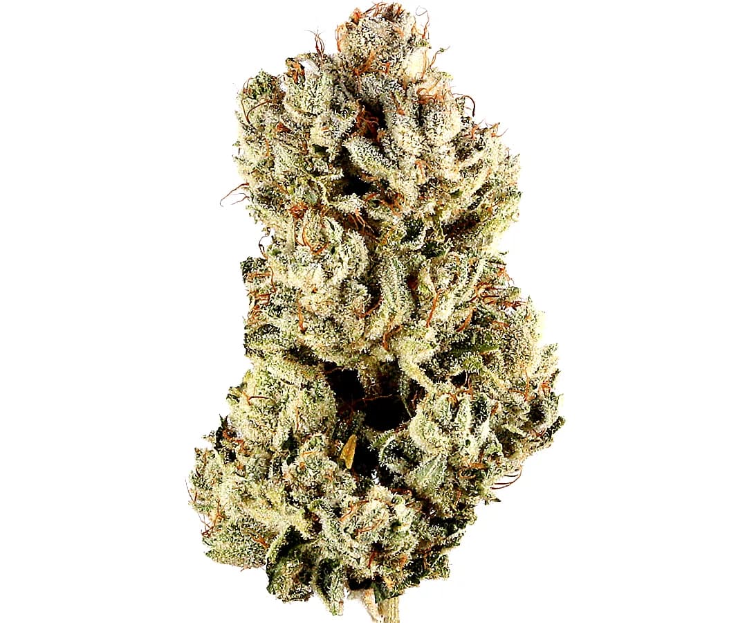 GG4